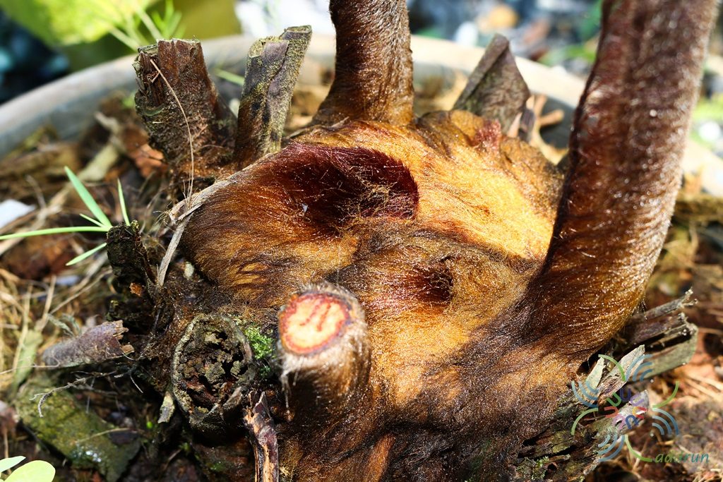 เฟินลูกไก่ Cibotium barometz (L.) J.Sm.