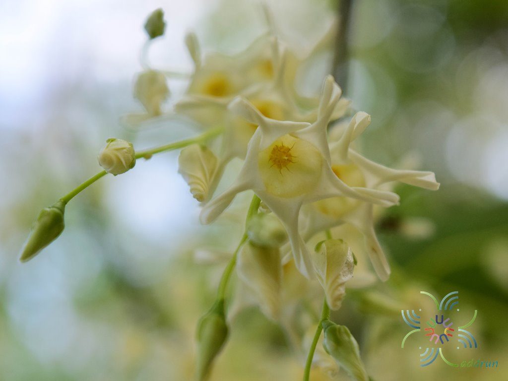 พะยอม Shorea roxburghii G.Don