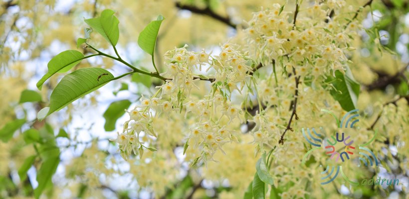 พะยอม Shorea roxburghii G.Don