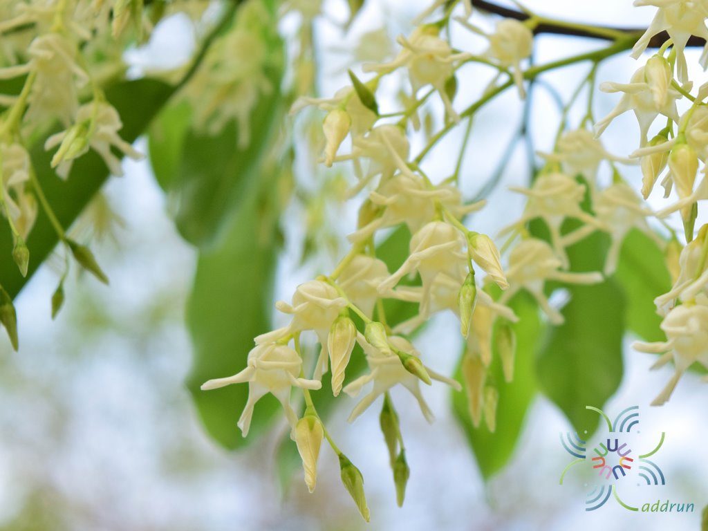 พะยอม Shorea roxburghii G.Don