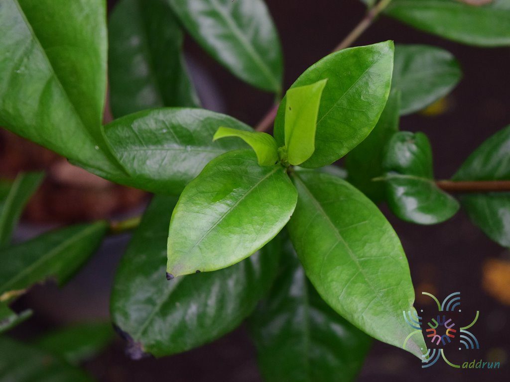 เข็มป่า Ixora cibdela Craib