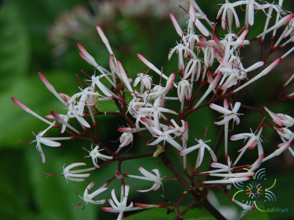 เข็มป่า Ixora cibdela Craib