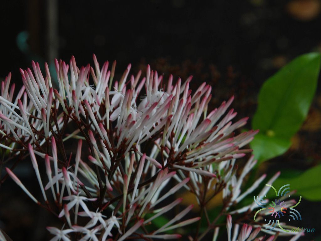 เข็มป่า Ixora cibdela Craib