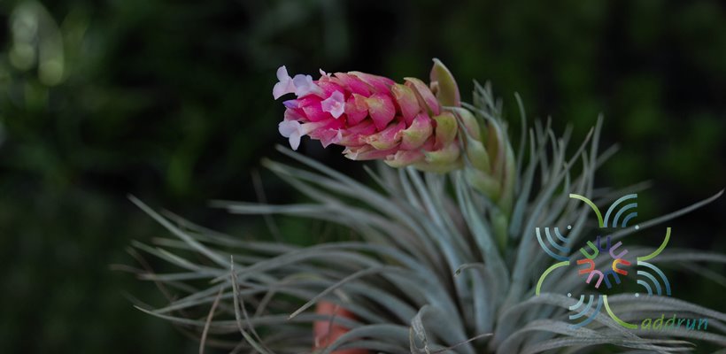 ทิลแอนด์เซีย Tillandsia Houston cv. T. stricta × T. recurvifolia