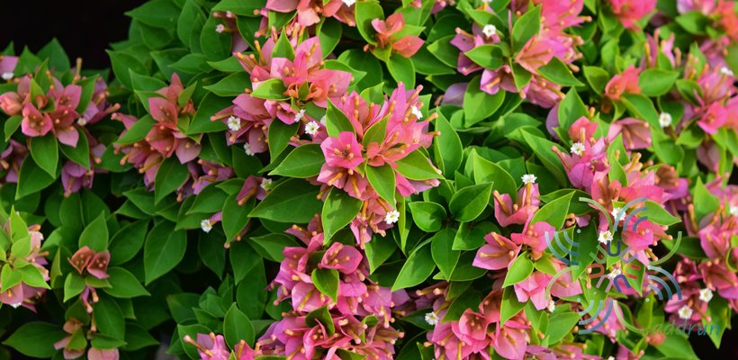เฟื่องฟ้าสาวิตรี Bougainvillea hybrid