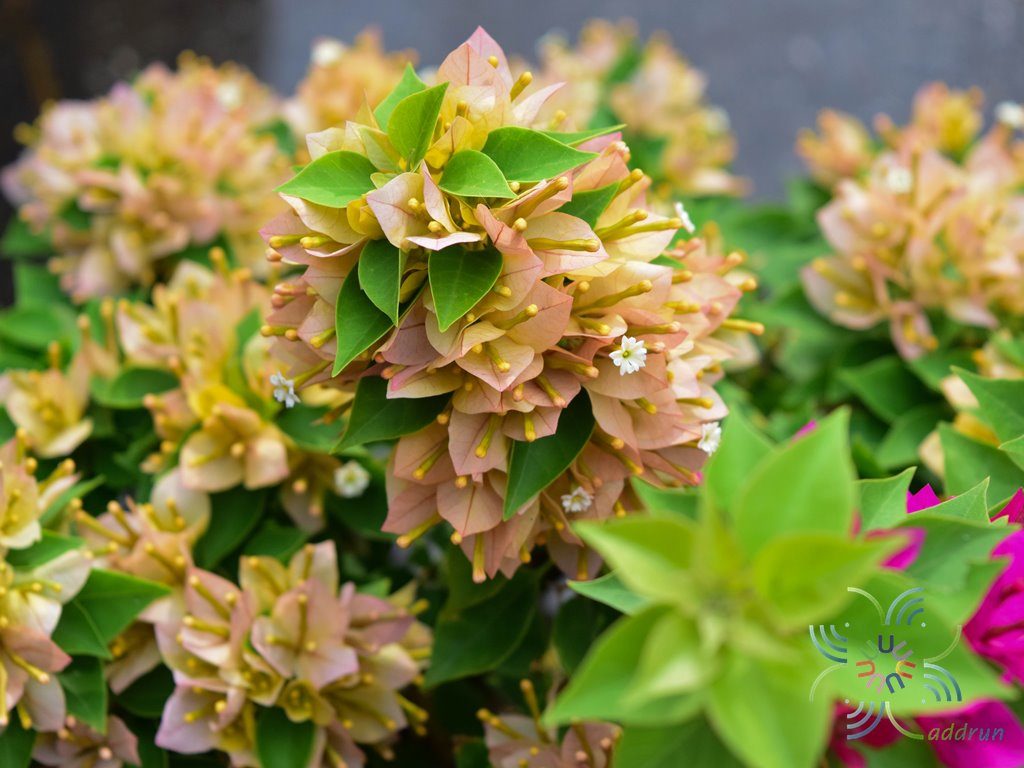 เฟื่องฟ้าสาวิตรี Bougainvillea hybrid
