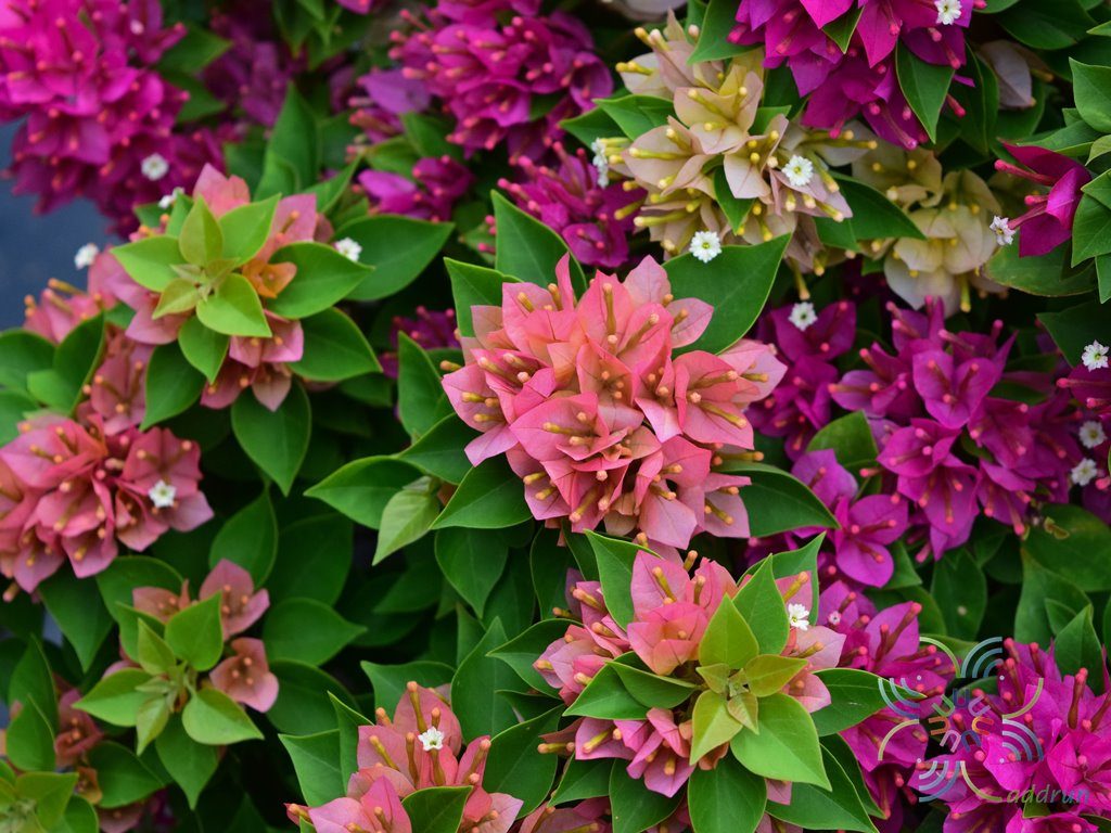 เฟื่องฟ้าสาวิตรี Bougainvillea hybrid