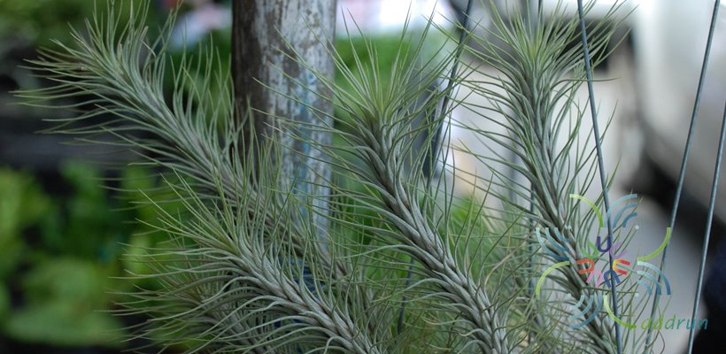 ทิลแลนเซีย #3 Tillandsia funckiana Baker