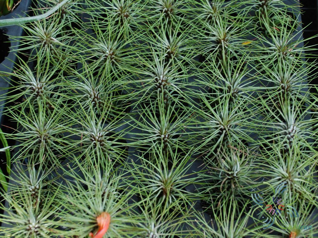 ทิลแลนเซีย #3 Tillandsia funckiana Baker