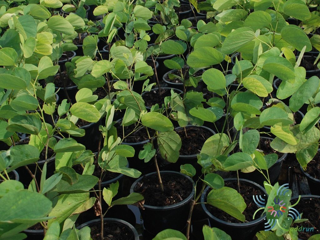 กาหลง Bauhinia acuminata L.