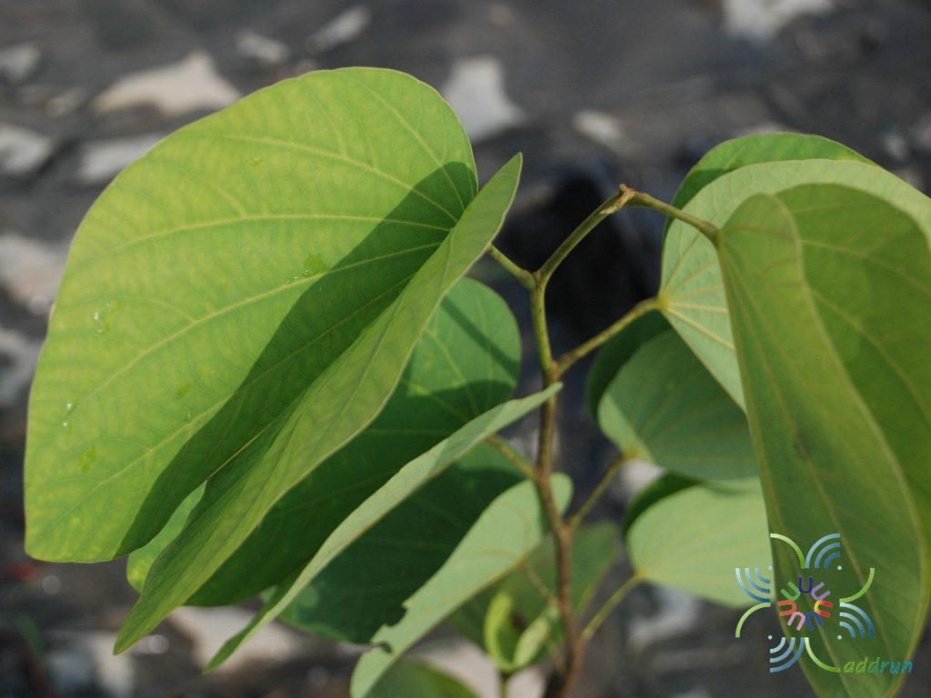 กาหลง Bauhinia acuminata L.