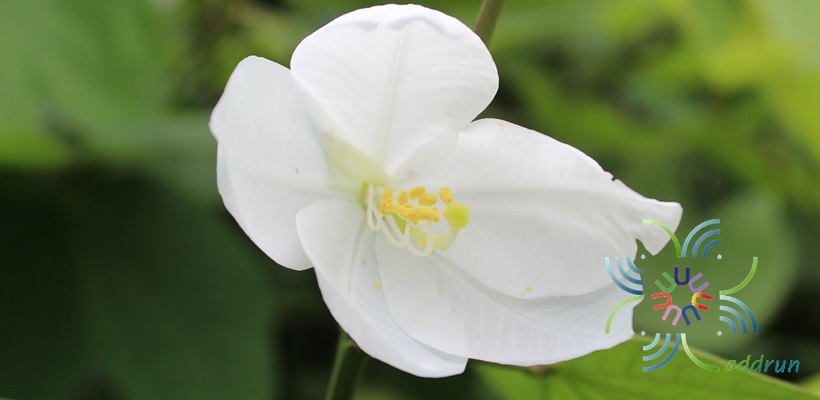 กาหลง Bauhinia acuminata L.