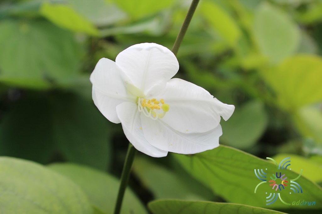 กาหลง Bauhinia acuminata L.
