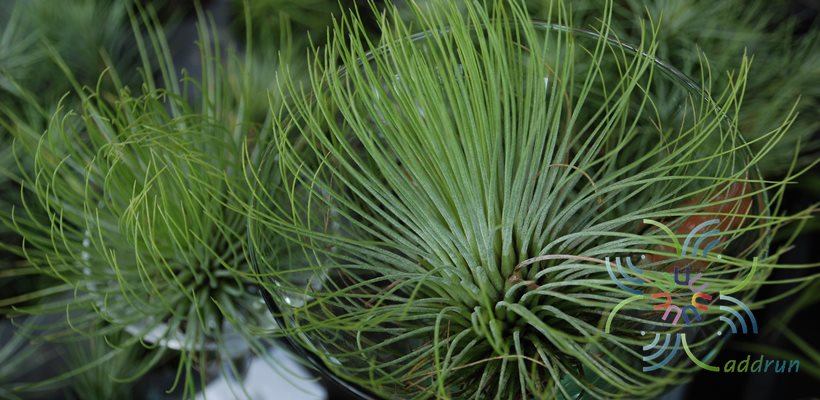 ทิลแลนเซีย #4 Tillandsia andreana E.Morren ex André