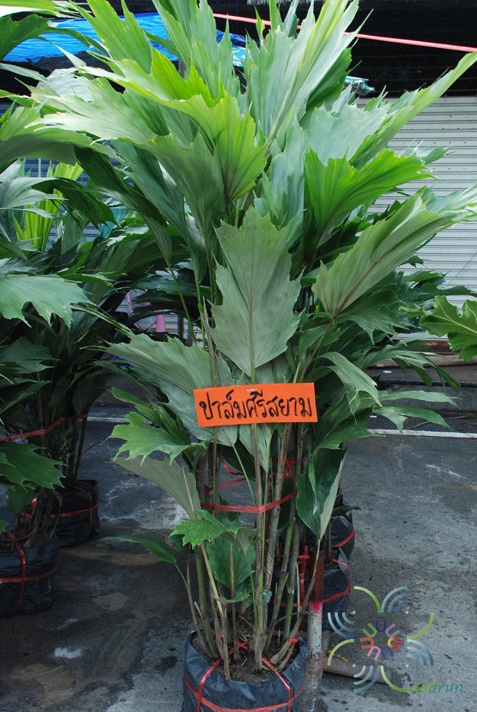 ปาล์มศรีสยาม Arenga hookeriana (Becc.) Whitmore