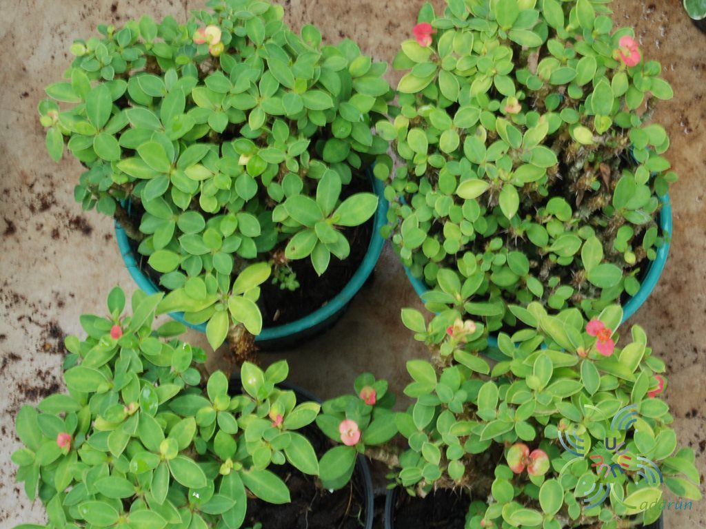 โป๊ยเซียนแคระ Euphorbia milii Des Moul.