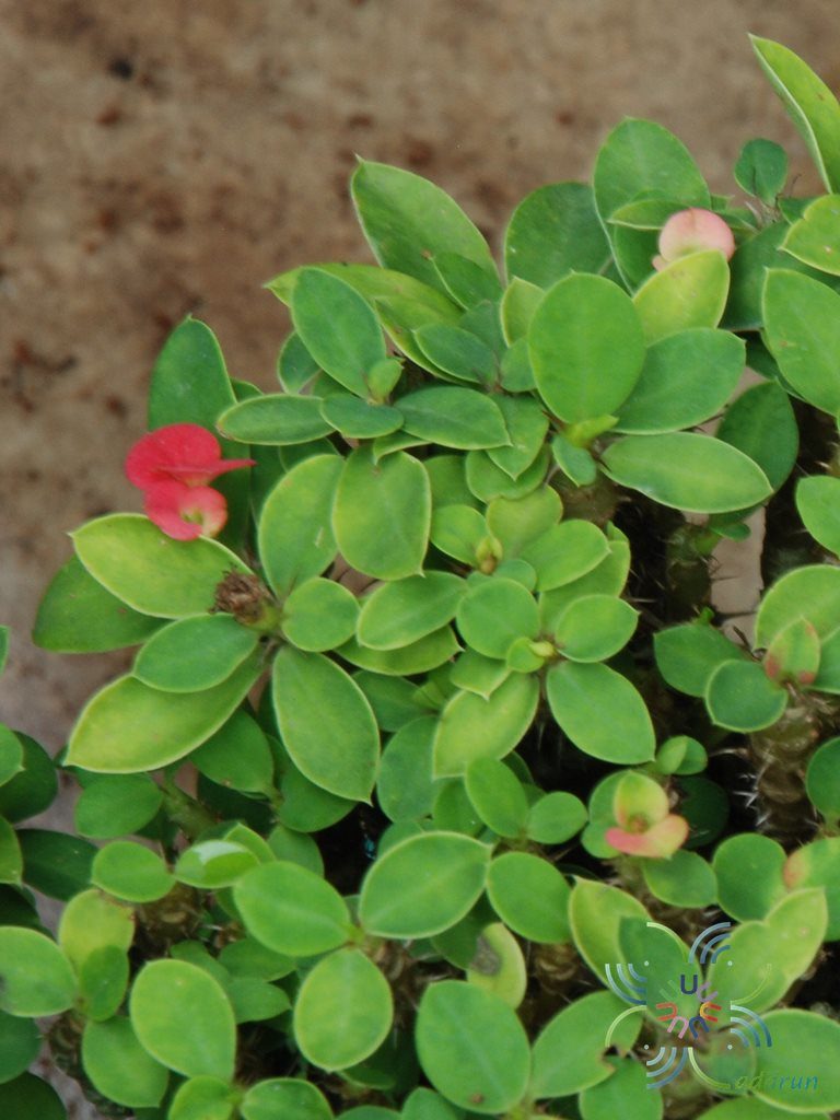 โป๊ยเซียนแคระ Euphorbia milii Des Moul.