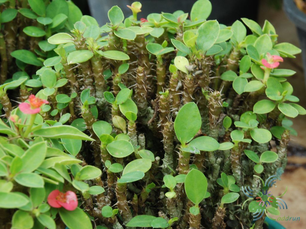 โป๊ยเซียนแคระ Euphorbia milii Des Moul.