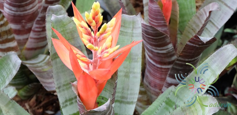 สับปะรดสี เอคเมีย ชานทินีอาย Aechmea chantinii (Carrière) Baker