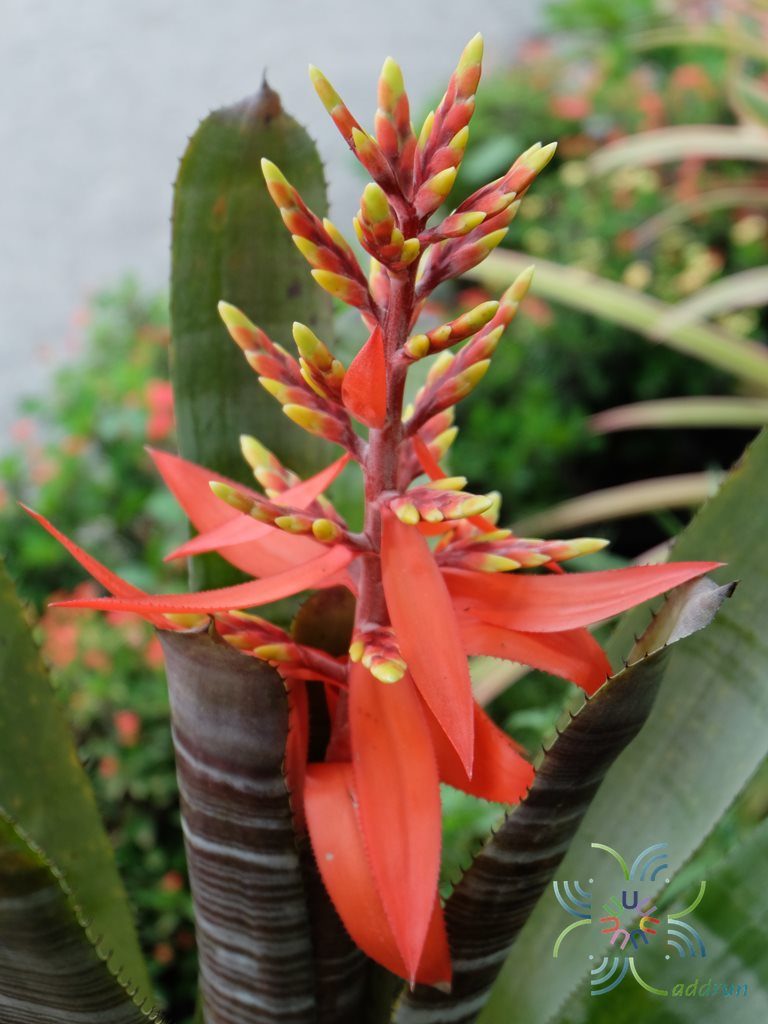 สับปะรดสี เอคเมีย ชานทินีอาย Aechmea chantinii (Carrière) Baker