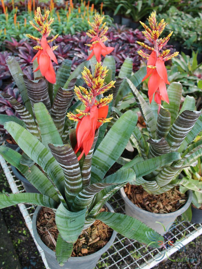 สับปะรดสี เอคเมีย ชานทินีอาย Aechmea chantinii (Carrière) Baker