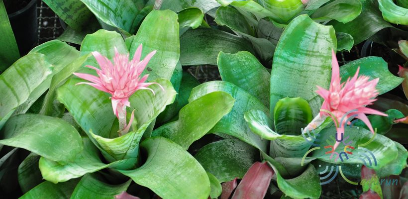สับปะรดสี เอคเมียฟาสเซียทา Aechmea fasciata (Lindl.) Baker