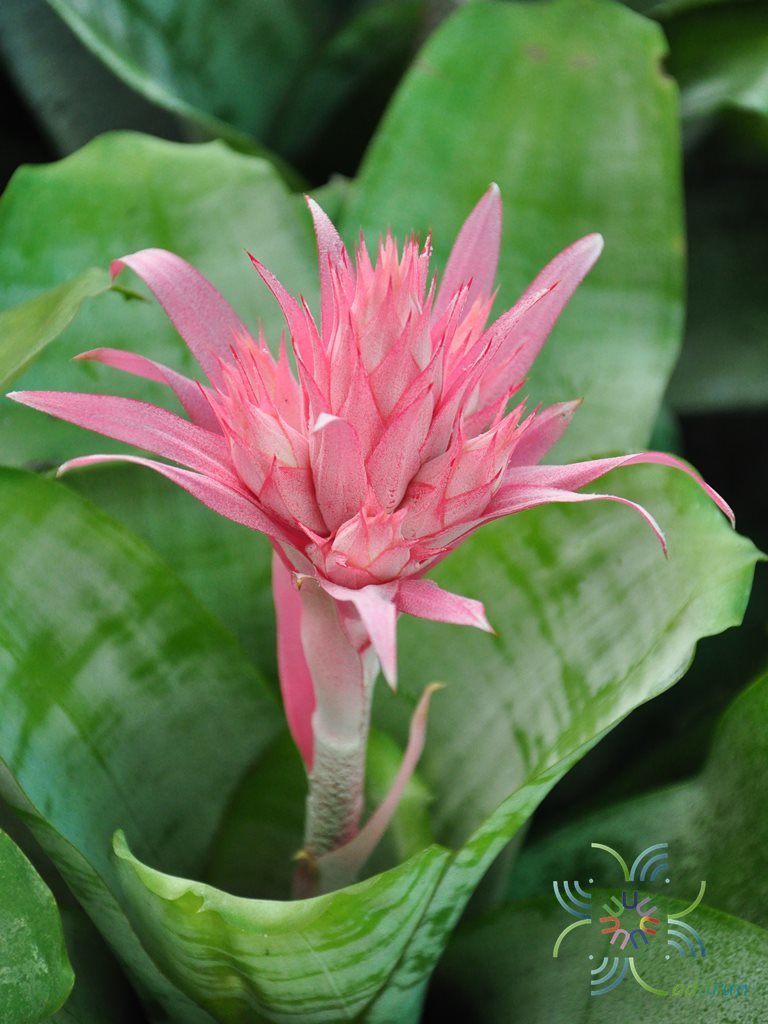สับปะรดสี เอคเมียฟาสเซียทา Aechmea fasciata (Lindl.) Baker