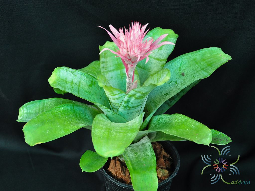 สับปะรดสี เอคเมียฟาสเซียทา Aechmea fasciata (Lindl.) Baker
