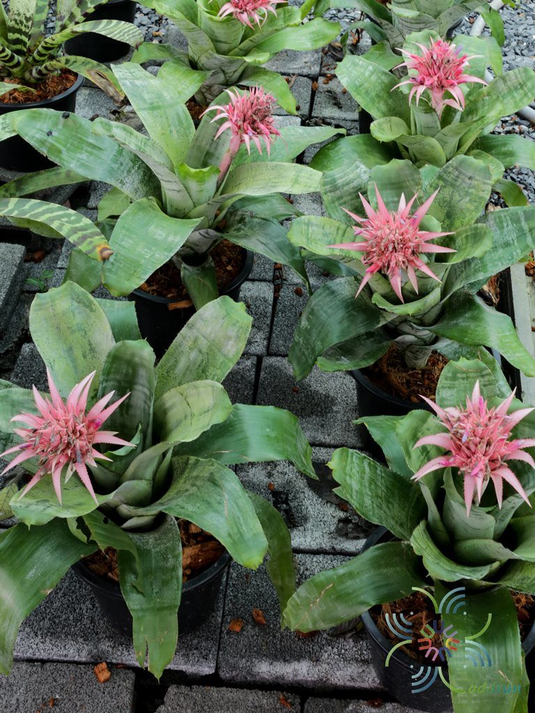 สับปะรดสี เอคเมียฟาสเซียทา Aechmea fasciata (Lindl.) Baker