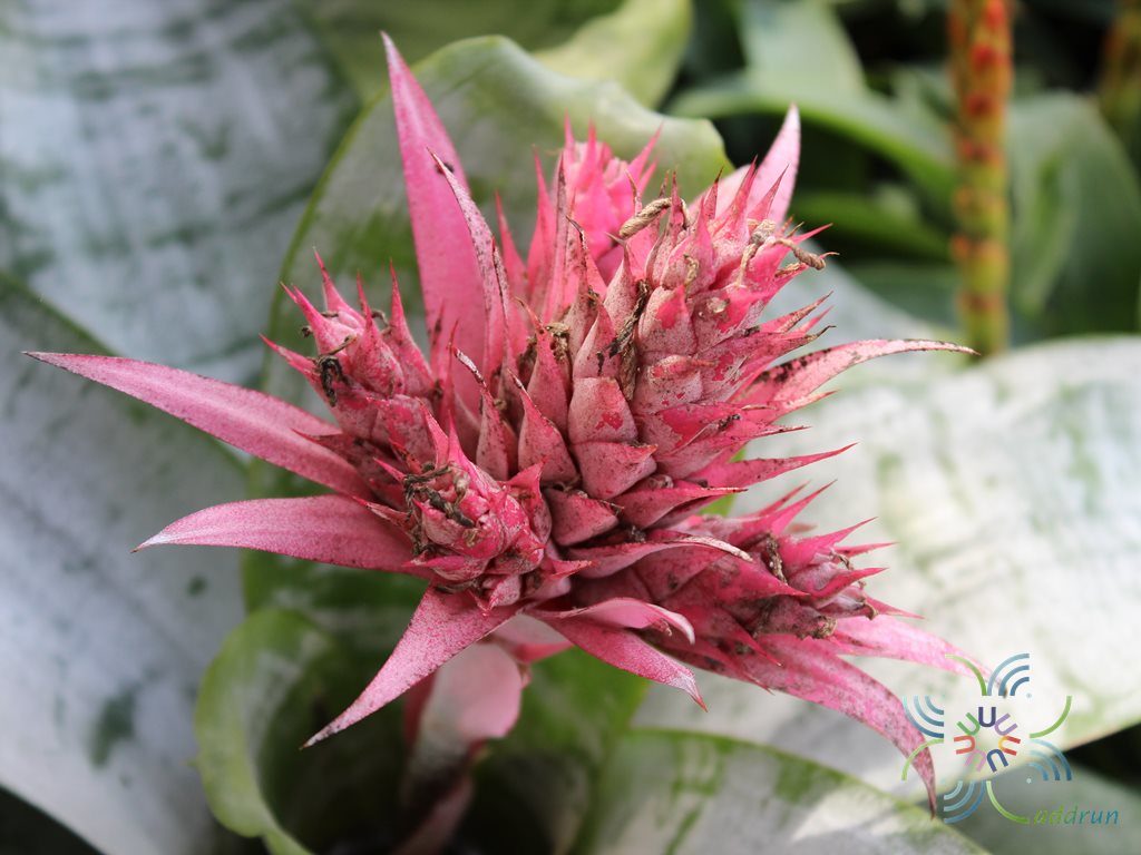 สับปะรดสี เอคเมีย พริเมรา Aechmea fasciata ‘Primera’