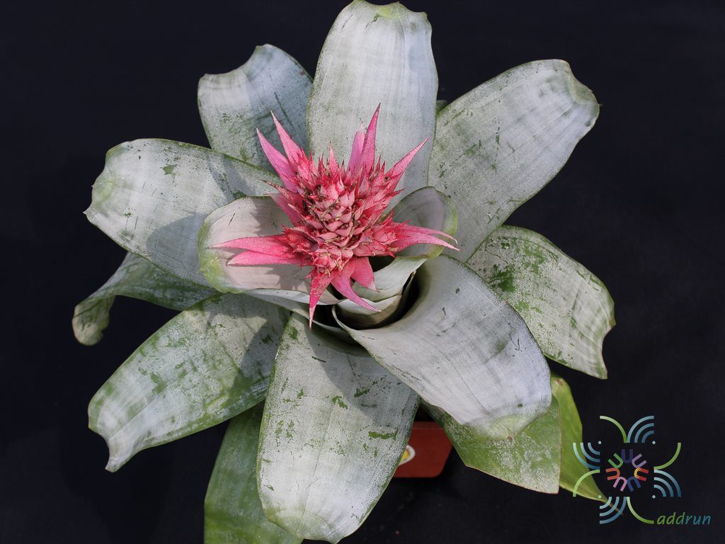 สับปะรดสี เอคเมีย พริเมรา Aechmea fasciata ‘Primera’