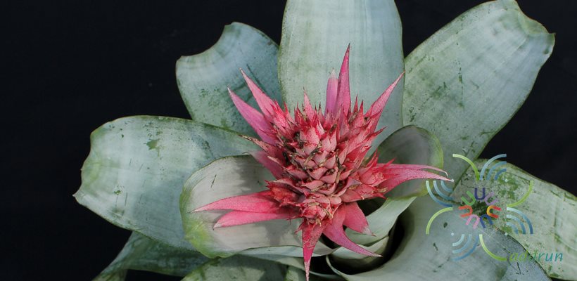 สับปะรดสี เอคเมีย พริเมรา Aechmea fasciata ‘Primera’