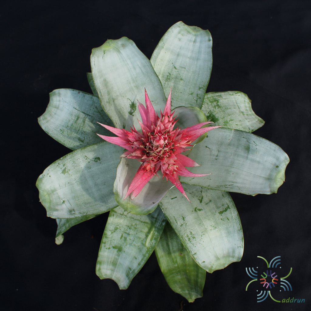 สับปะรดสี เอคเมีย พริเมรา Aechmea fasciata ‘Primera’