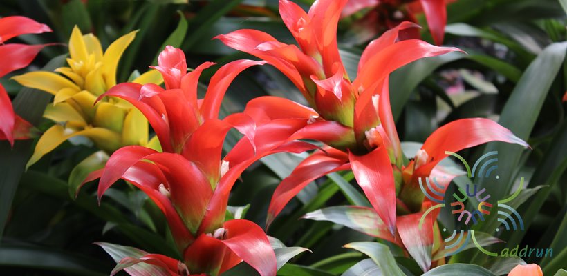 สับปะรดสี กัสมาเนีย ลูกผสม Guzmania hybrid