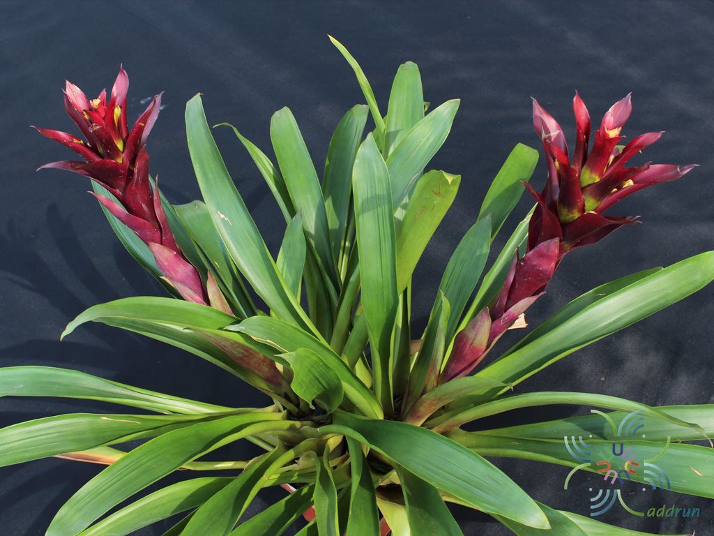 สับปะรดสี กัสมาเนีย ลูกผสม Guzmania hybrid