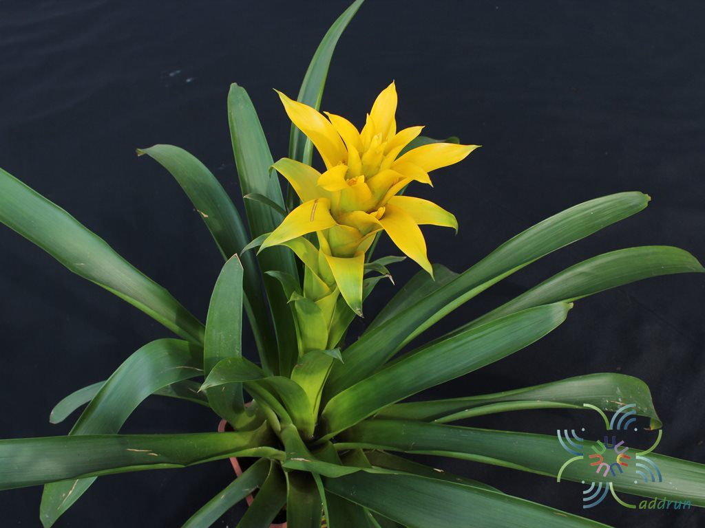 สับปะรดสี กัสมาเนีย ลูกผสม Guzmania hybrid