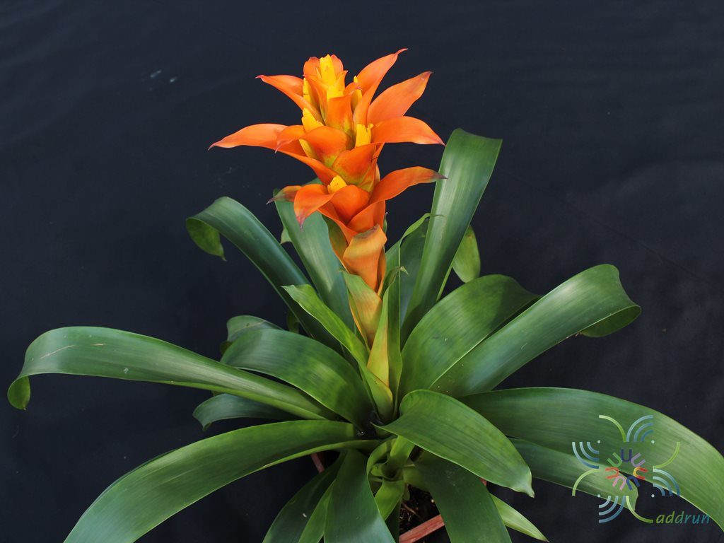 สับปะรดสี กัสมาเนีย ลูกผสม Guzmania hybrid