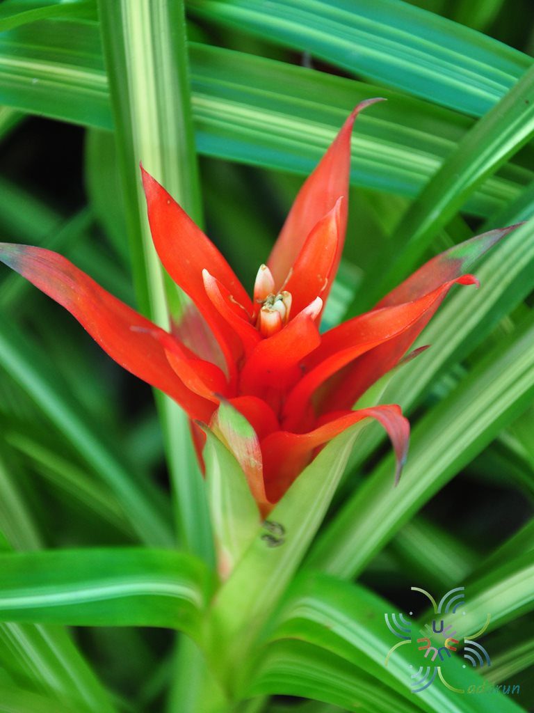 สับปะรดสี กัสมาเนียไอศกรีม Guzmania ‘Ice cream’