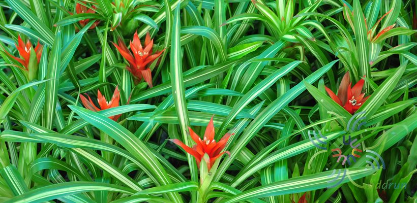 สับปะรดสี กัสมาเนียไอศกรีม Guzmania ‘Ice cream’
