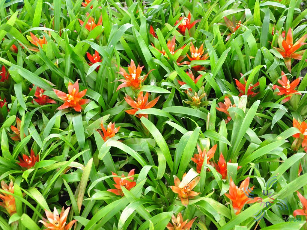 สับปะรดสี กัสมาเนียไมเนอร์ Guzmania lingulata ‘minor’