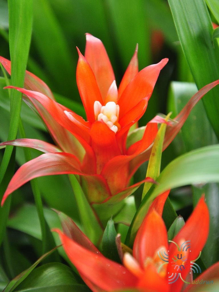 สับปะรดสี กัสมาเนียไมเนอร์ Guzmania lingulata ‘minor’