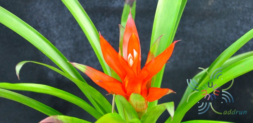 สับปะรดสี กัสมาเนียไมเนอร์ Guzmania lingulata ‘minor’