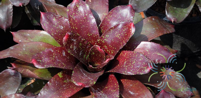 สับปะรดสี ชาร์ม Neoregelia 'Charm'