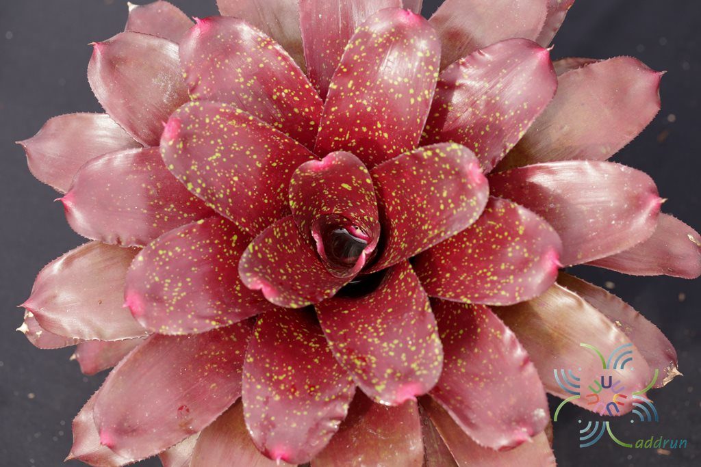 สับปะรดสี ชาร์ม Neoregelia 'Charm'