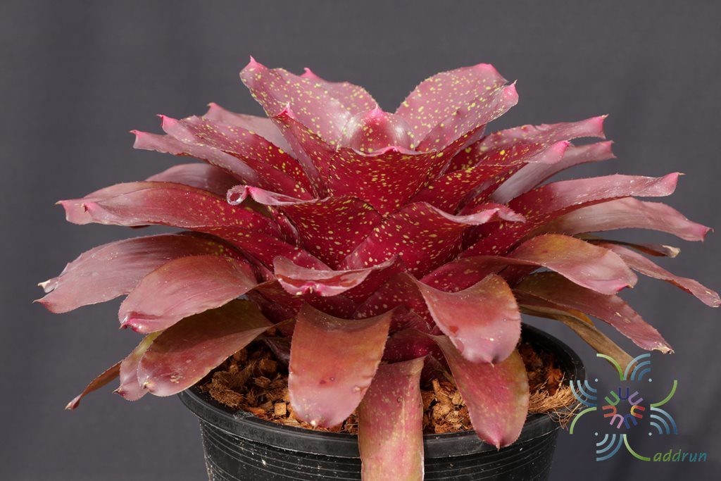 สับปะรดสี ชาร์ม Neoregelia 'Charm'