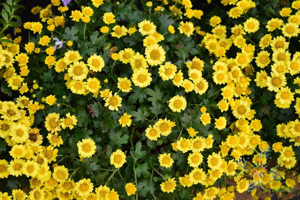 เบญจมาศเลื้อย Chrysanthemum sp.