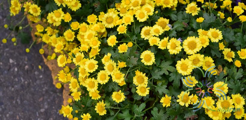 เบญจมาศเลื้อย Chrysanthemum sp.