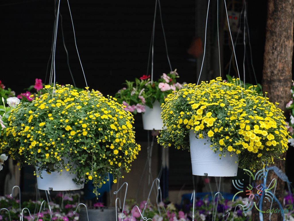 เบญจมาศเลื้อย Chrysanthemum sp.