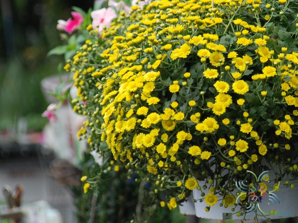 เบญจมาศเลื้อย Chrysanthemum sp.