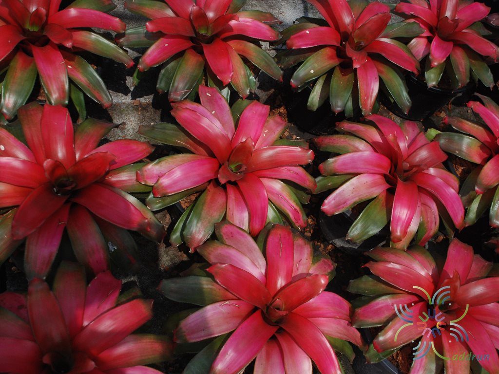 สับปะรดสี นีโอเรเจเลีย เกรซ Neoregelia 'Grace'